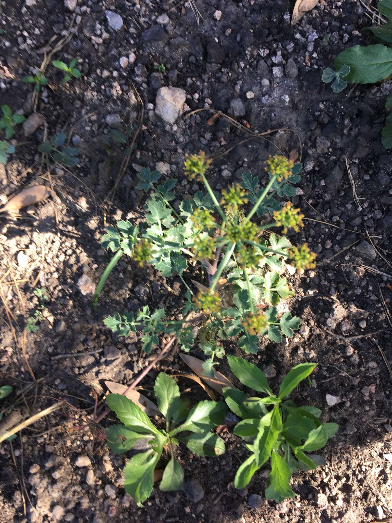 Слика од Lomatium repostum (Jepson) Mathias