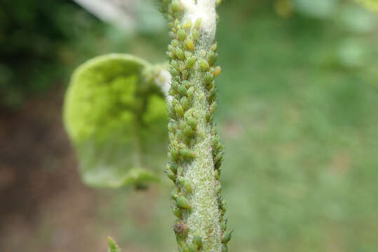 Image of Green apple aphid