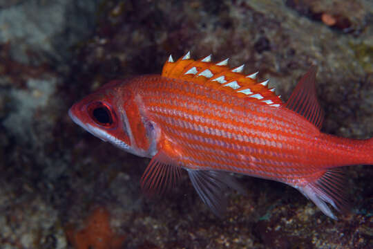 Image of Longjaw Squirrelfish