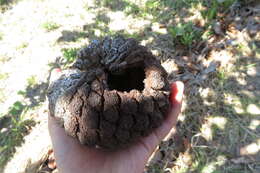 Image of Annona crassiflora Mart.