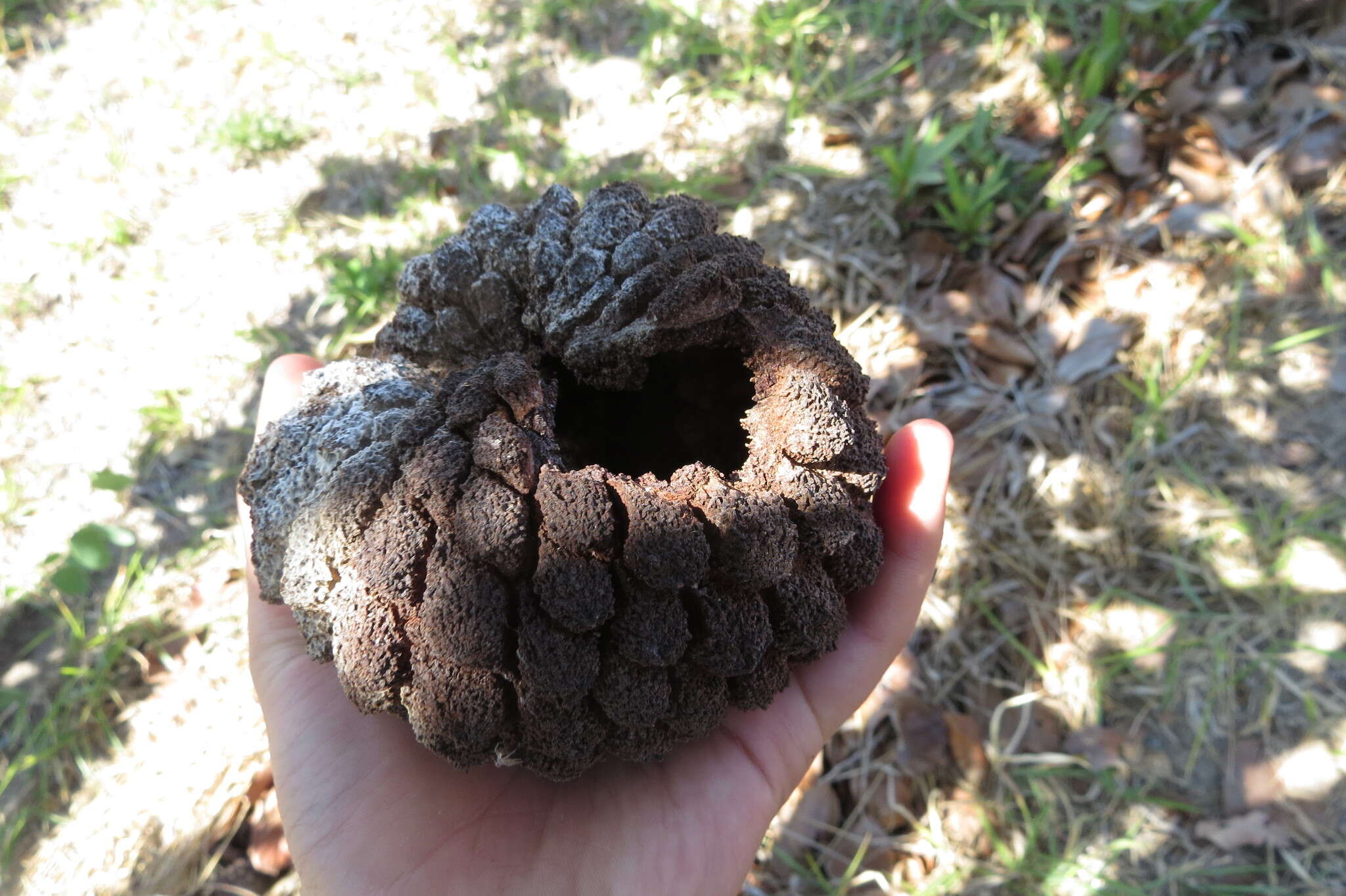 Image of Annona crassiflora Mart.