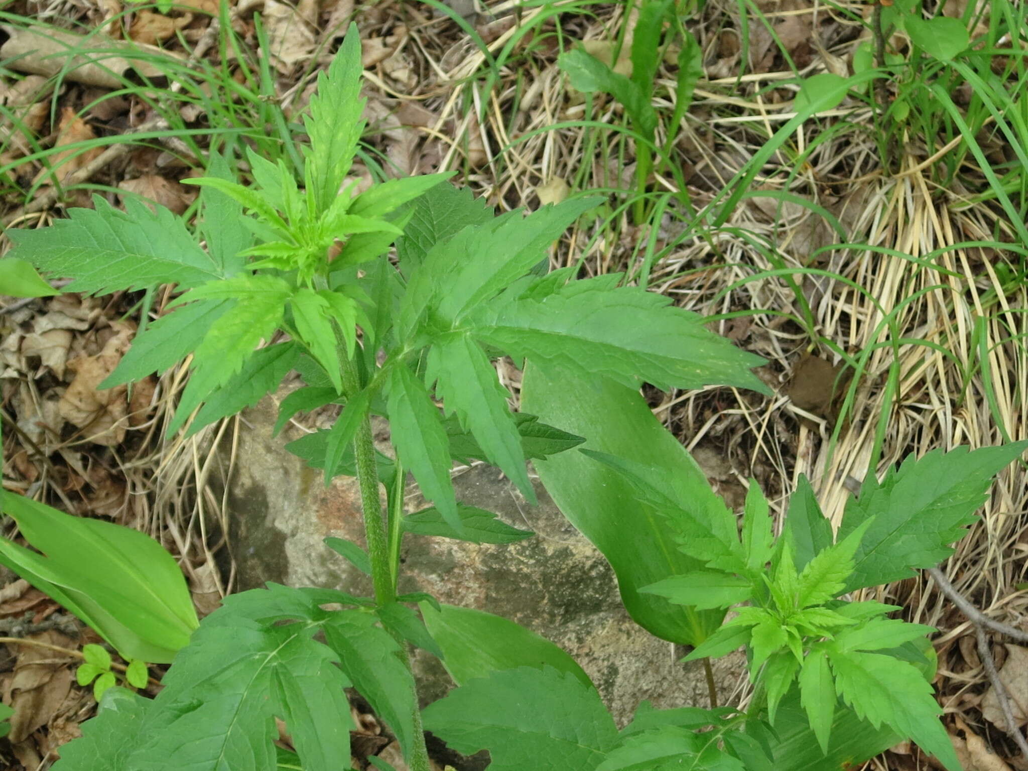 Image of Patrinia scabiosifolia Fisch. ex Trevir.