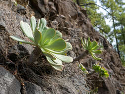 Image of Aeonium hierrense (Murr.) J. Pitard & L. Proust