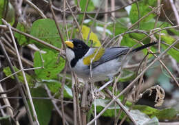 Image of Golden-winged Sparrow