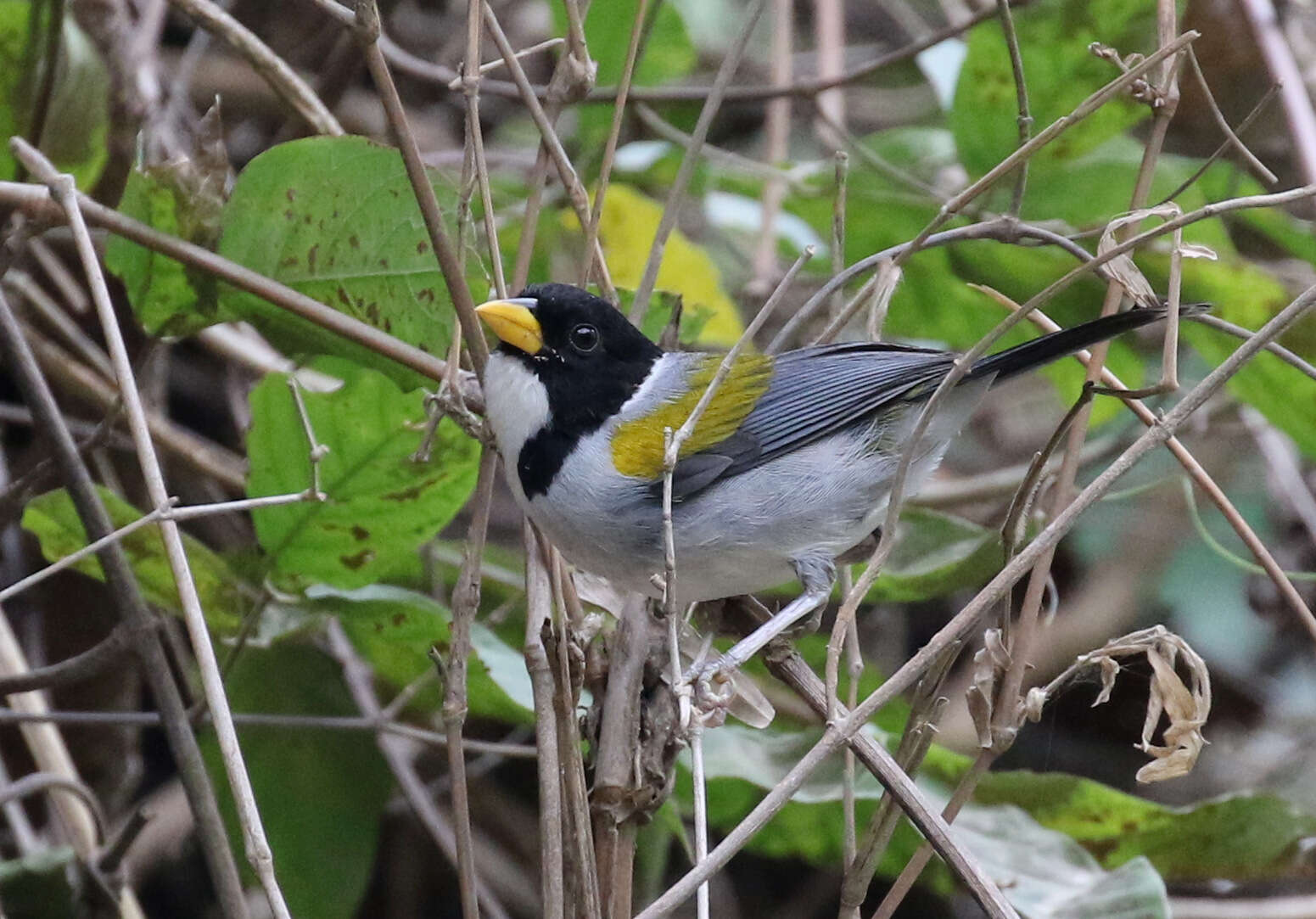 Image of Golden-winged Sparrow