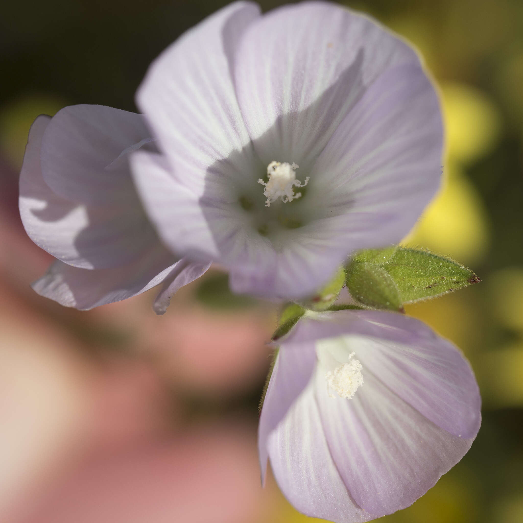 Image of valley checkerbloom