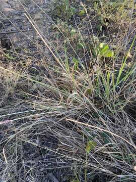 Image of Eragrostis interrupta P. Beauv.