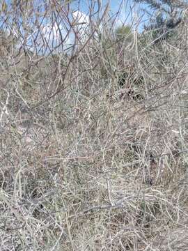 Image of Vaughania