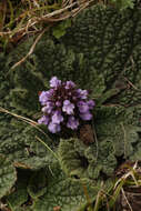 صورة Phlomoides rotata (Benth. ex Hook. fil.) Mathiesen