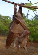 Image of Peters's Epauletted Fruit Bat