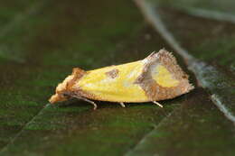 Image of Sulfur knapweed root moth