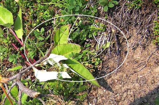 Image of Bupleurum triradiatum Adams ex Hoffm.