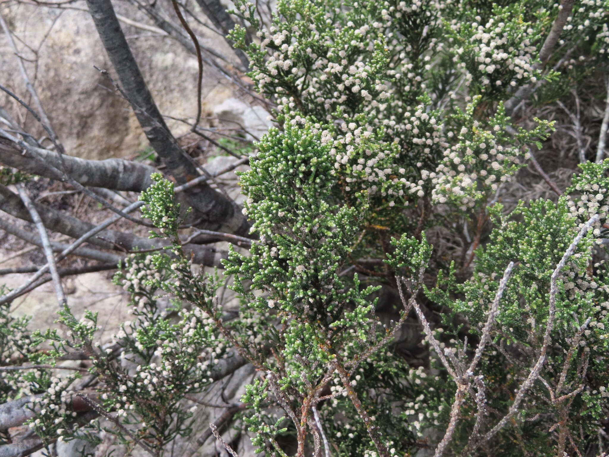 Image of Brunia microphylla Thunb.