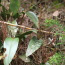 Image of Pleurothallis divaricans Schltr.