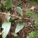 Image de Pleurothallis divaricans Schltr.