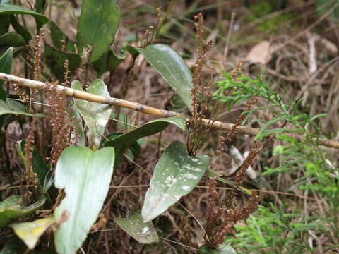 Image de Pleurothallis divaricans Schltr.