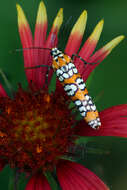 Image of tropical ermine moths