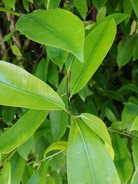 Image of Jamaican cherry fig