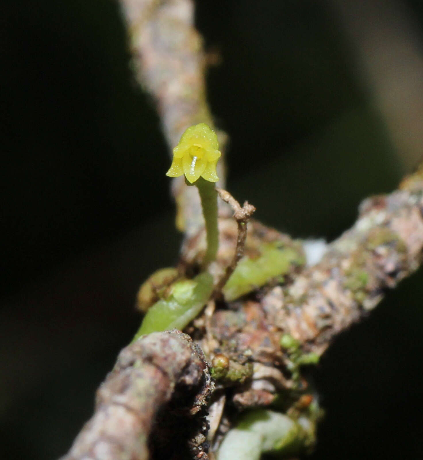 Image of Taeniophyllum muelleri Lindl. ex Benth.