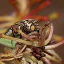 Image of Alissoderus vittatus Lansberge 1886