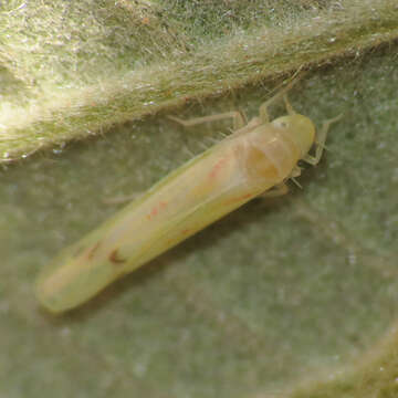 Image of Blackberry Leafhopper
