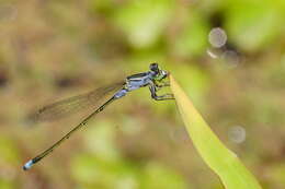 Ischnura pruinescens (Tillyard 1906) resmi