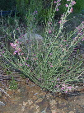 Image of Polygala microlopha var. microlopha