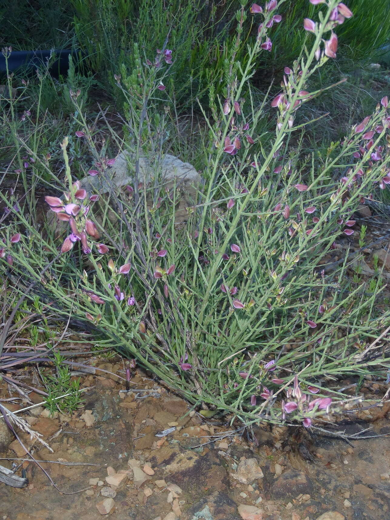 صورة Polygala microlopha var. microlopha