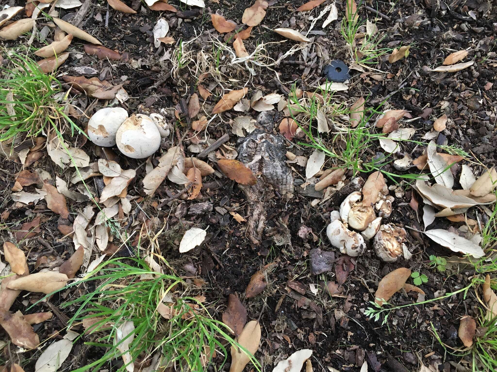 Sivun Boletus barrowsii Thiers & A. H. Sm. 1976 kuva