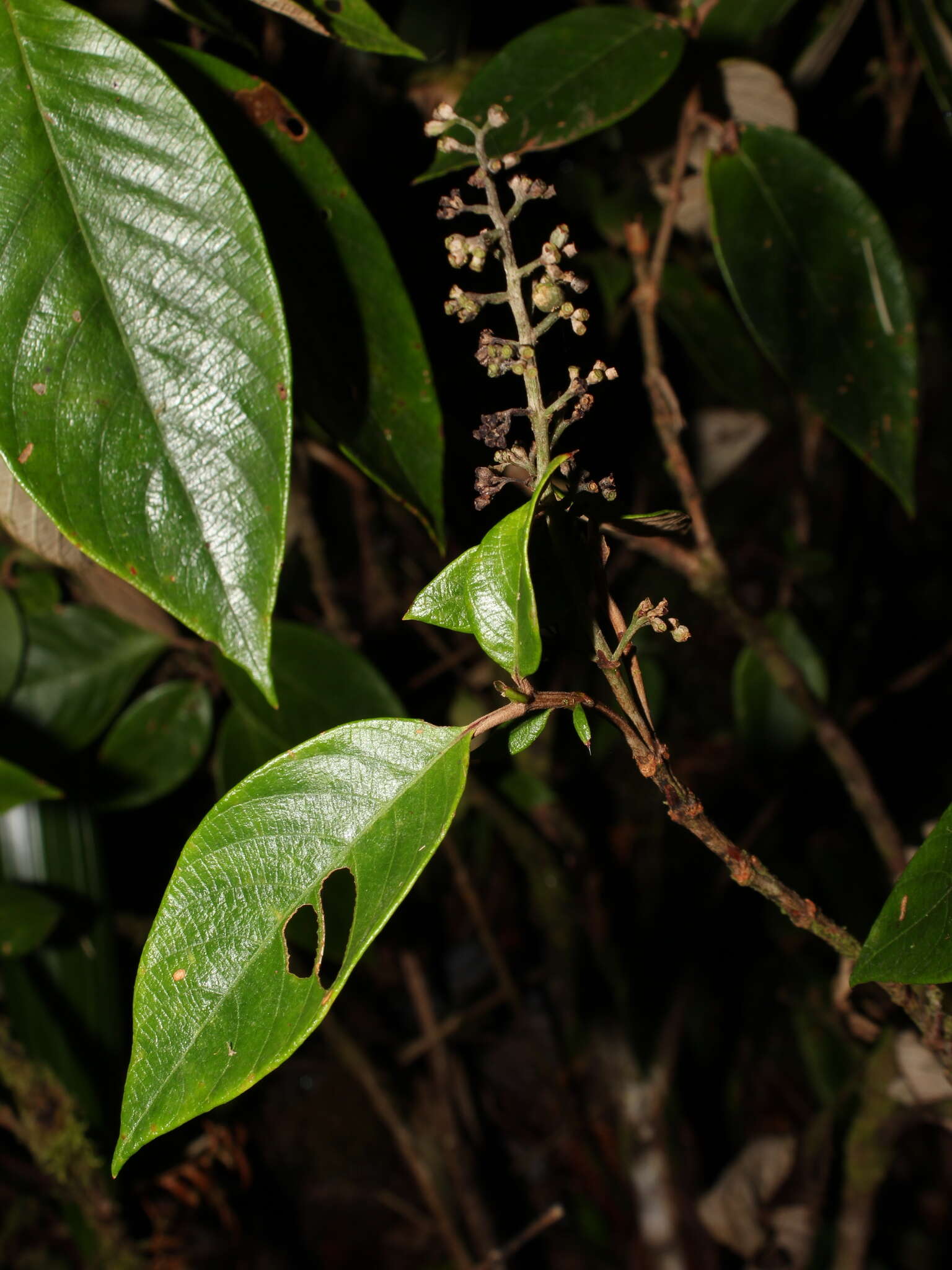 Arachnothryx buddleioides (Benth.) Planch. resmi