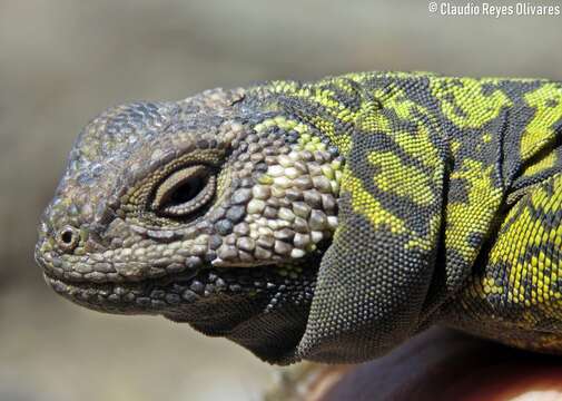 Image of Phymaturus maulense Nuñez, Veloso, Espejo, Veloso, Cortes & Araya 2010