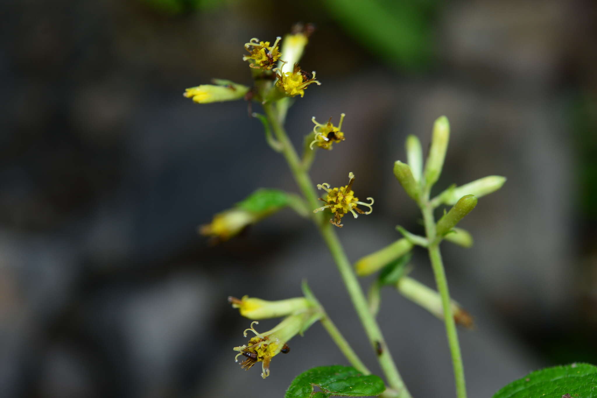 Image of Parasenecio sylviaensis