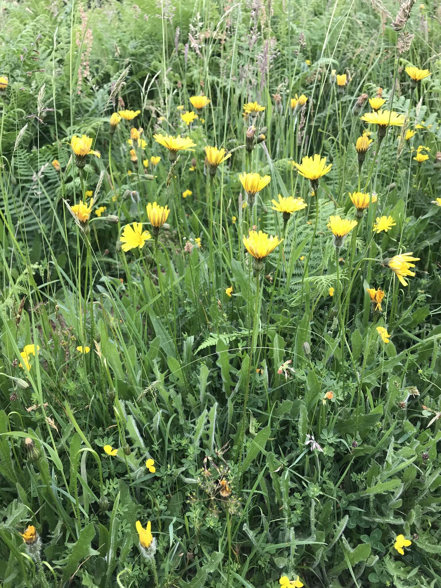 Image of bristly hawkbit