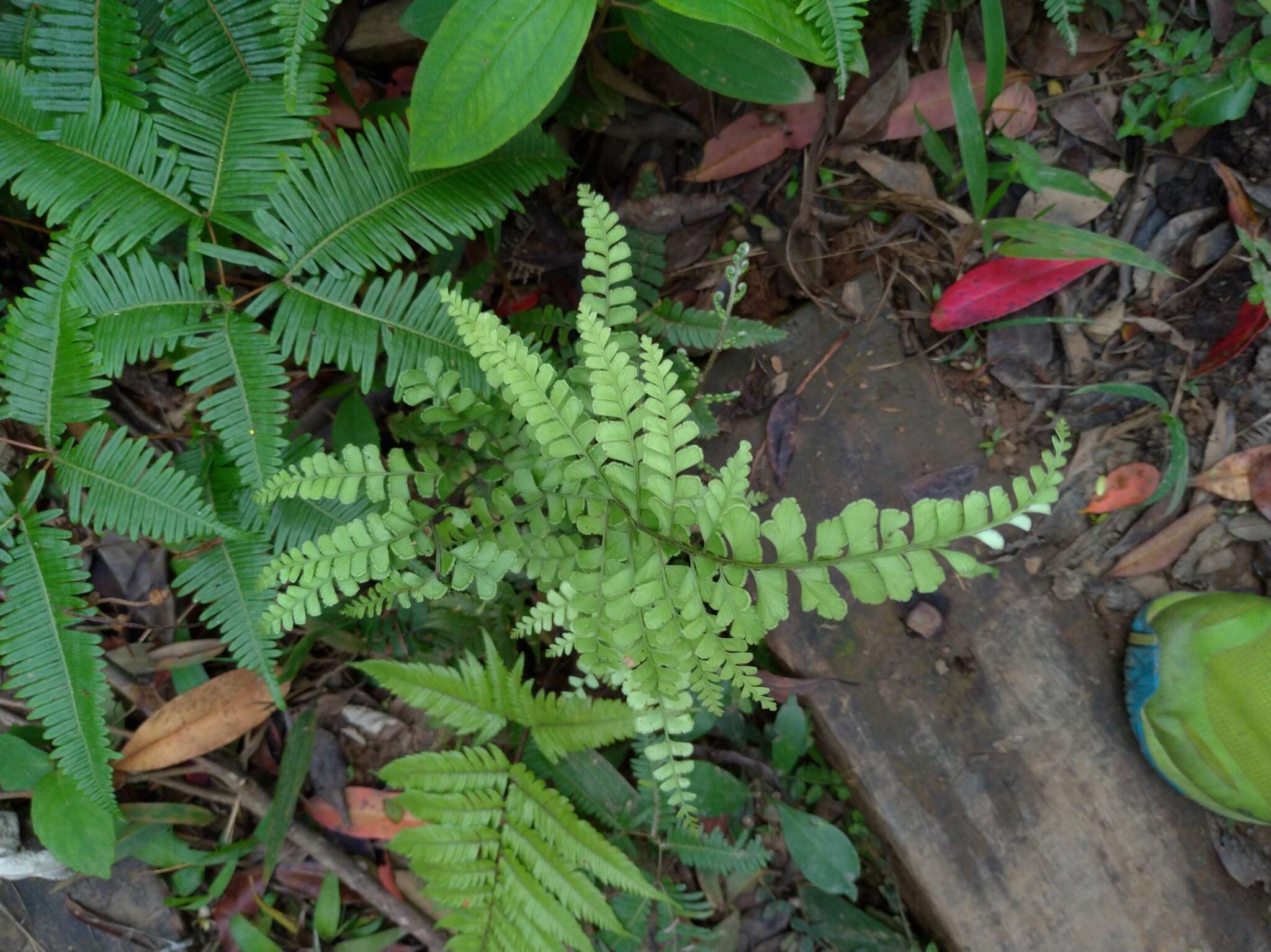 Image of Lindsaea bonii Christ