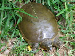 Image of Southern Indian Flapshell Turtle