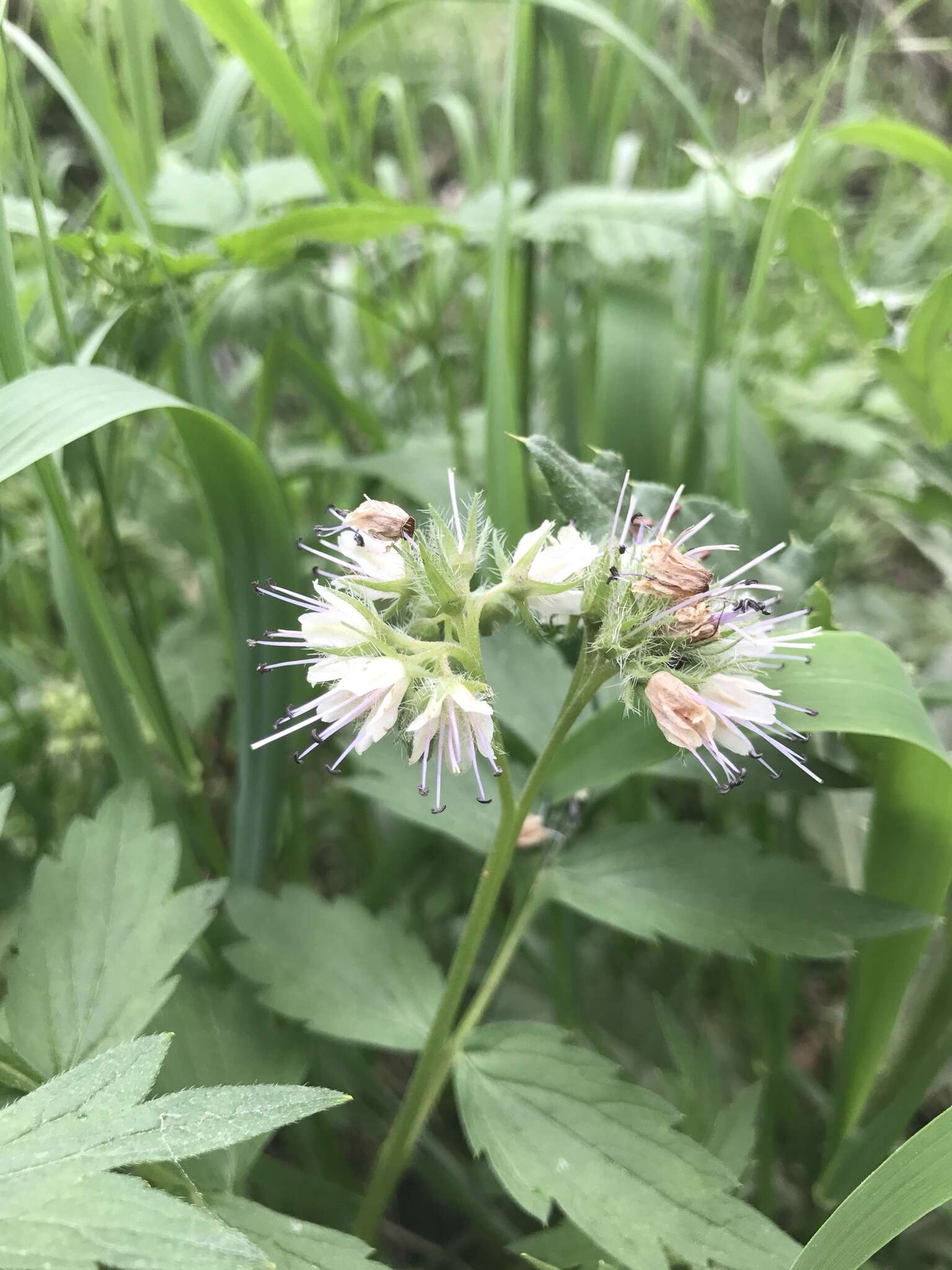 Image of Fendler's Waterleaf