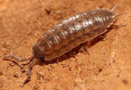 Image of Porcellio orarum Verhoeff 1910