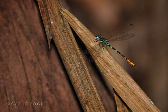 Imagem de Rhinagrion viridatum Fraser 1938