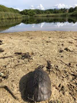 Image of Oaxaca Mud Turtle