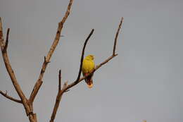 صورة Treron calvus schalowi Reichenow 1880