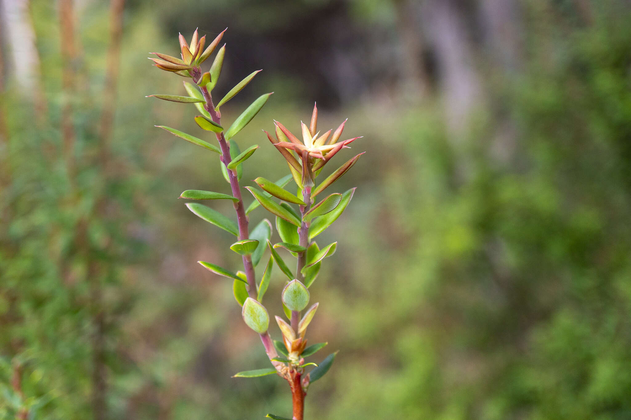 Image of Monotoca glauca (Labill.) Druce