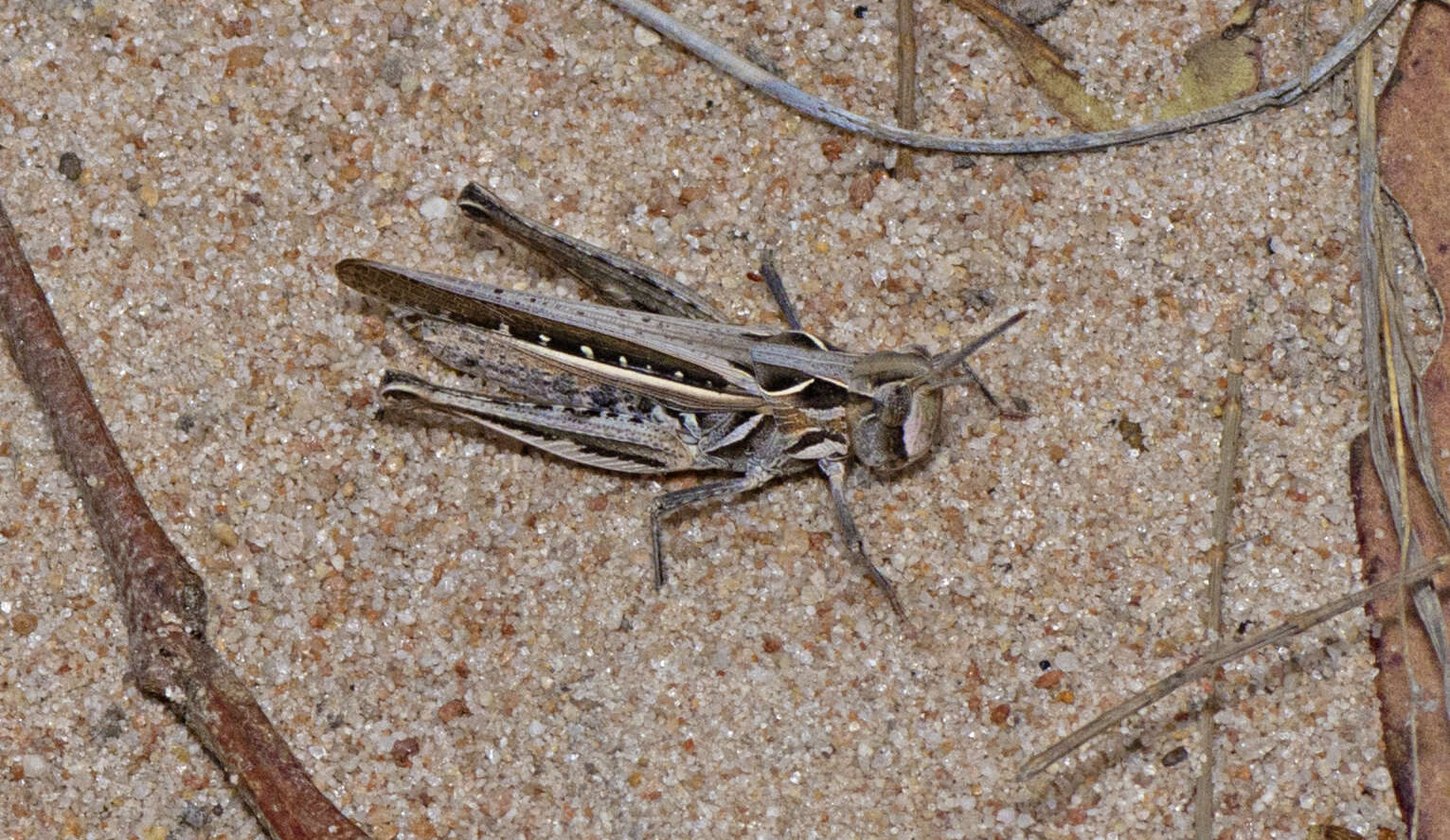 Froggattina australis (Walker & F. 1870) resmi