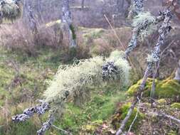 Image of perplexed beard lichen