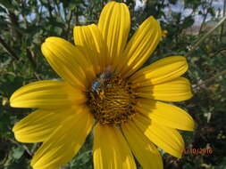 Image of Paragapostemon coelestinus (Westwood 1875)