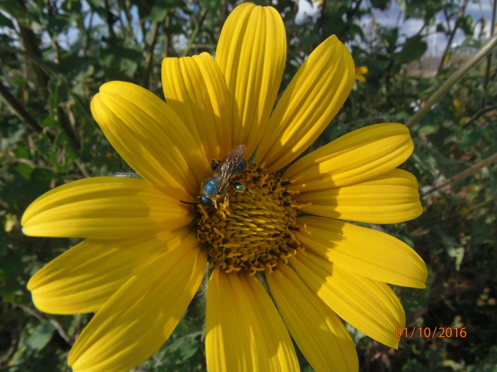 Image de Paragapostemon coelestinus (Westwood 1875)