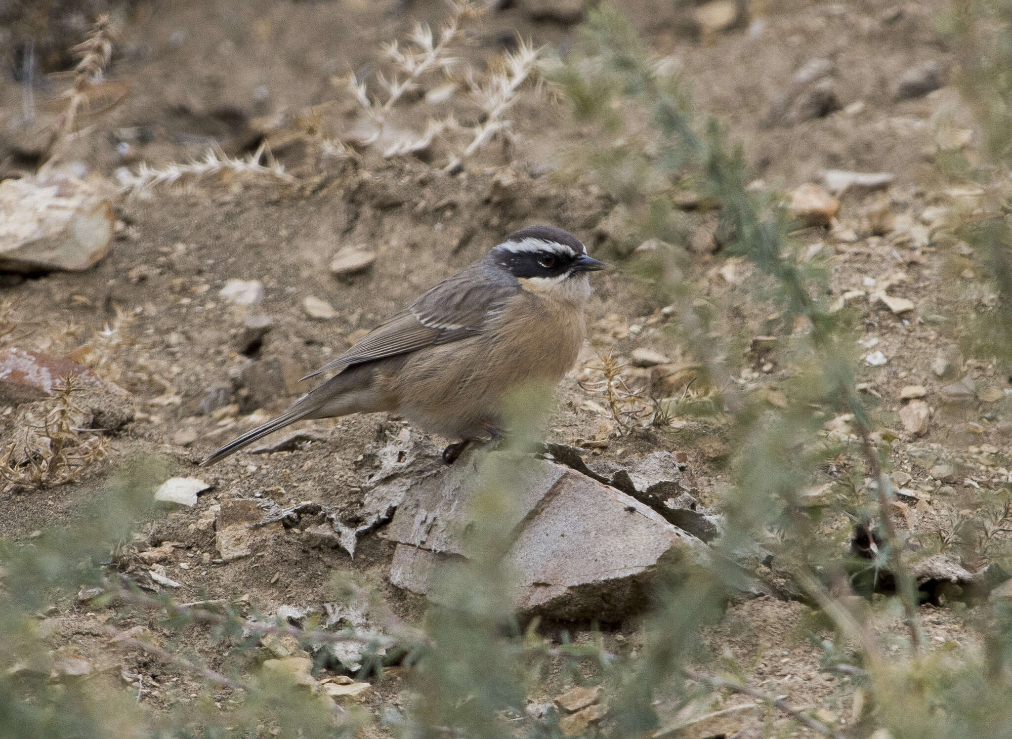 Image of Brown Accentor