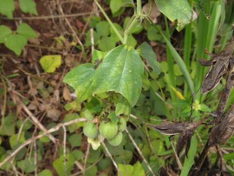 Imagem de Passiflora candollei Triana & Planchon