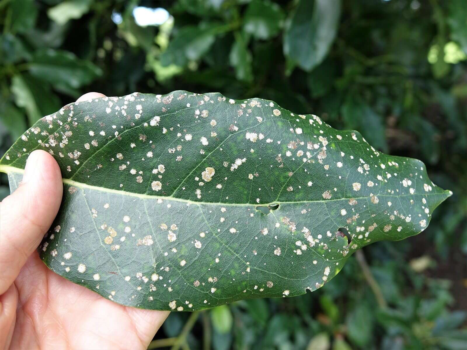 Image of strigula lichen