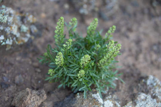 Image of Lepidium horstii Johow ex Skottsb.