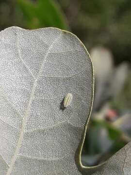 Image of Apoda limacodes (Hufnagel 1766)